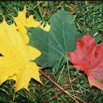 Maple_Leaves_In_Lithuania-1